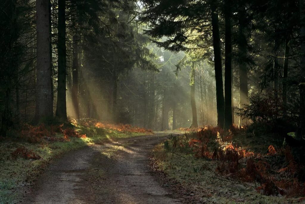 Path to save