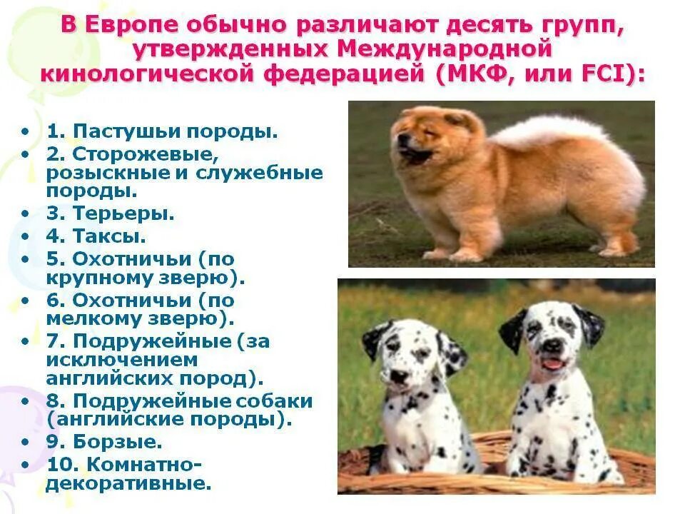 Группы ФЦИ породы собак. Классификации пород собак международной кинологической Федерации. Классификация пород собак по FCI. Порода породная группа собак. 5 группа собак