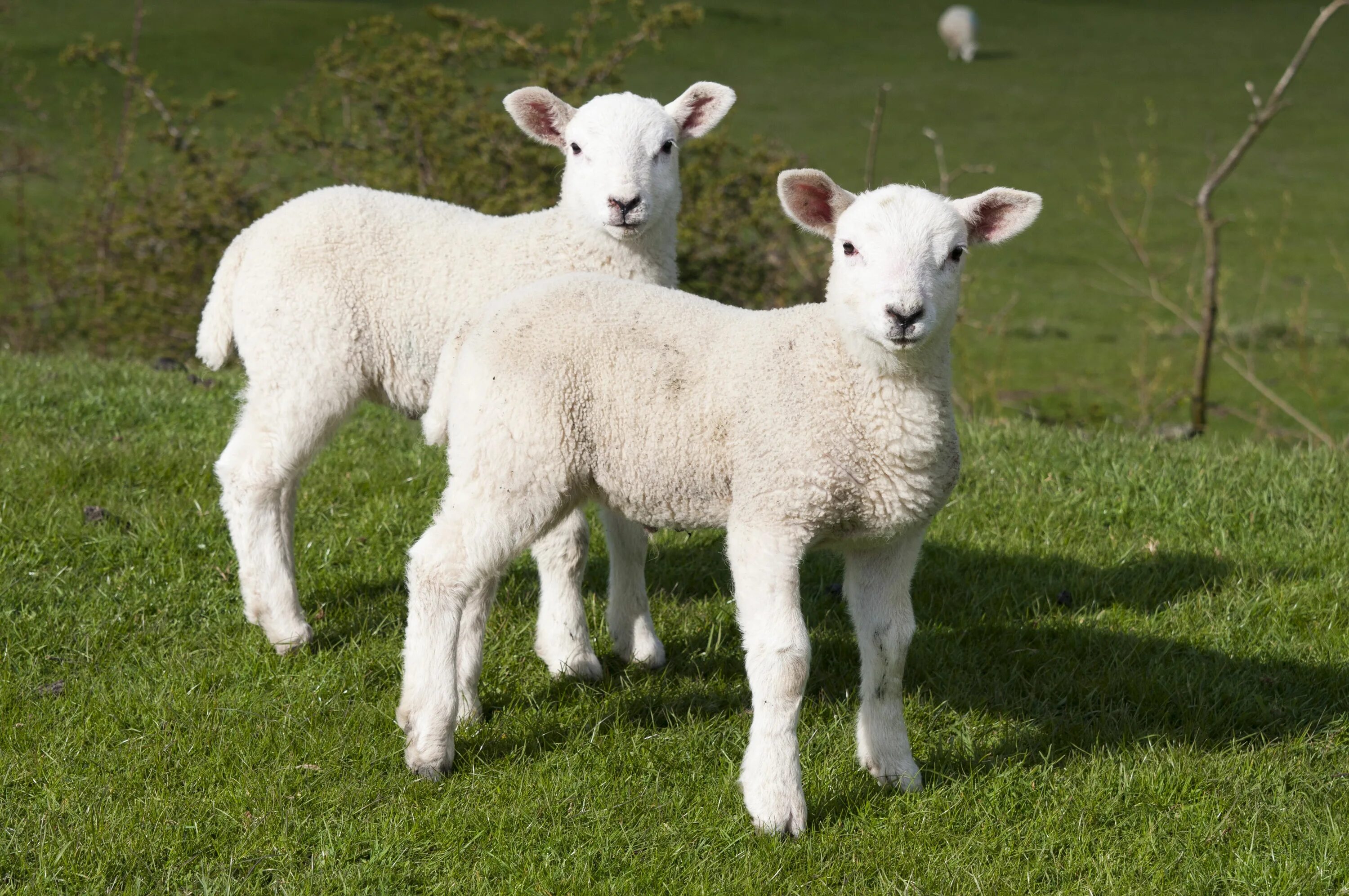 Lady sheep