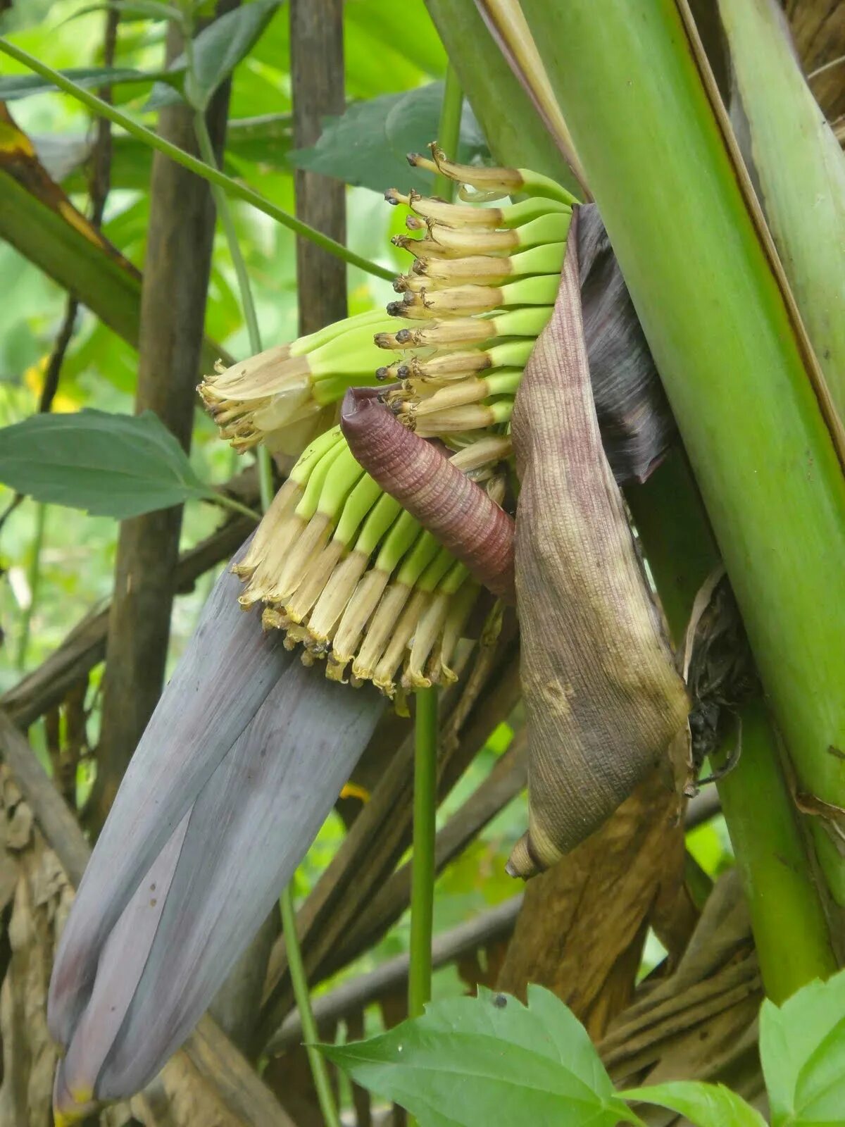 Дикие бананы - Whild Bananas, остров Хэвлок, Андаманские острова, Индия ⋆ Фотогр