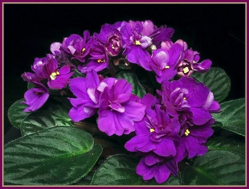 Автор фиалка. Фиалка джунгарик фото. Автор фиалка. Фиалка funambule. Сенполия голубая.