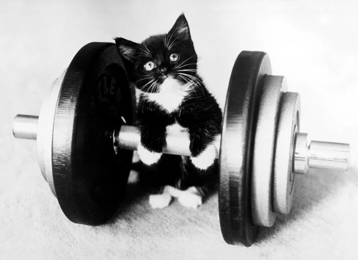 Котик со штангой