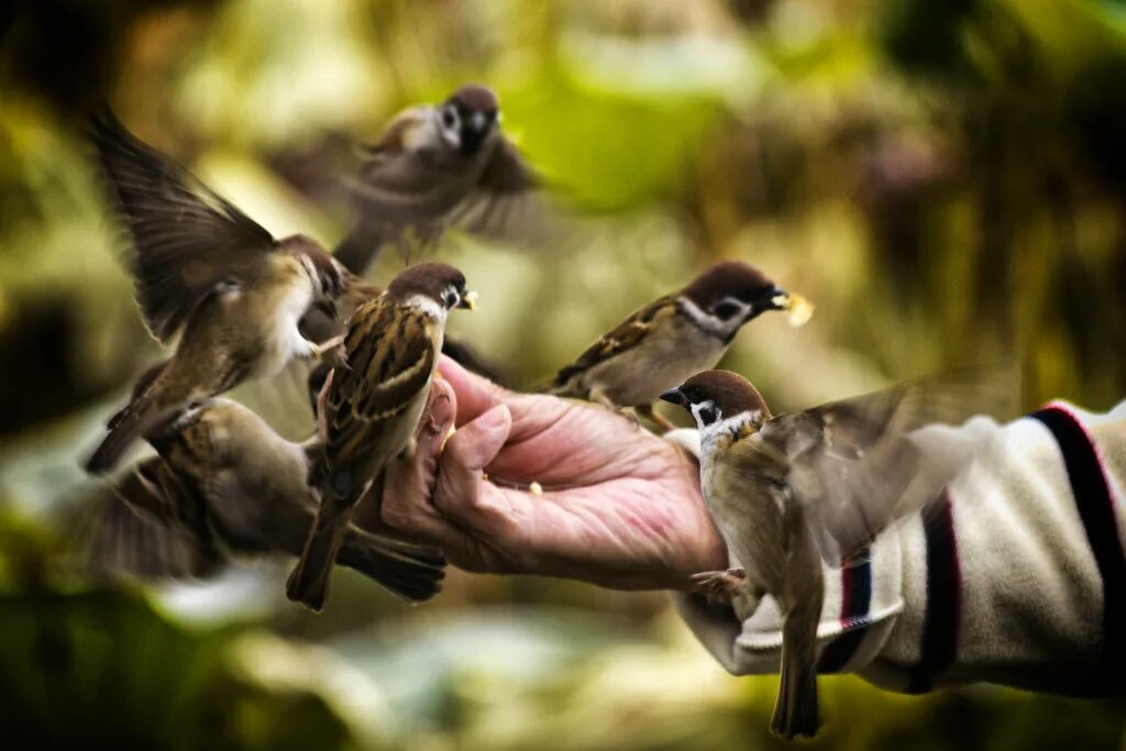 They like birds. Доброта и щедрость. Доброта птицы. О доброте. Доброта картинки.