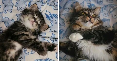 Коты большой камень