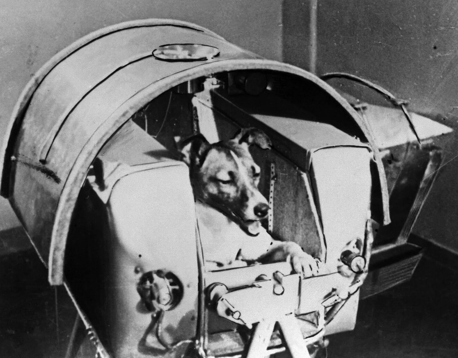 Первое живое существо совершившее космический полет. Лайка первый космонавт. 1957 Лайка в космосе. Собака лайка 1957. Первая собака космонавт лайка.