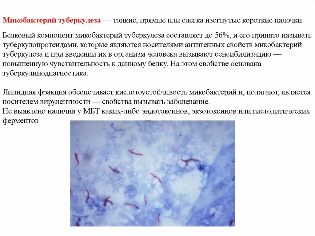 Микобактерии туберкулеза формы. Кислотоустойчивость микобактерий туберкулеза. Микобактерии туберкулеза эндотоксины. Микобактерии туберкулеза чувствительны к антибиотикам. Микобактерии туберкулеза микробиология.