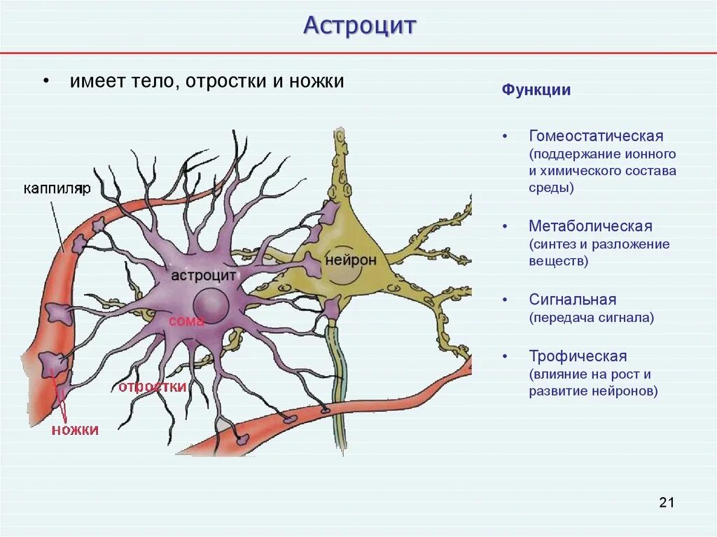 Осуществляет связь между нейронами какой нейрон. Плазматические астроциты строение. Волокнистые астроциты функции. Астроциты глия. Волокнистые астроциты гистология.