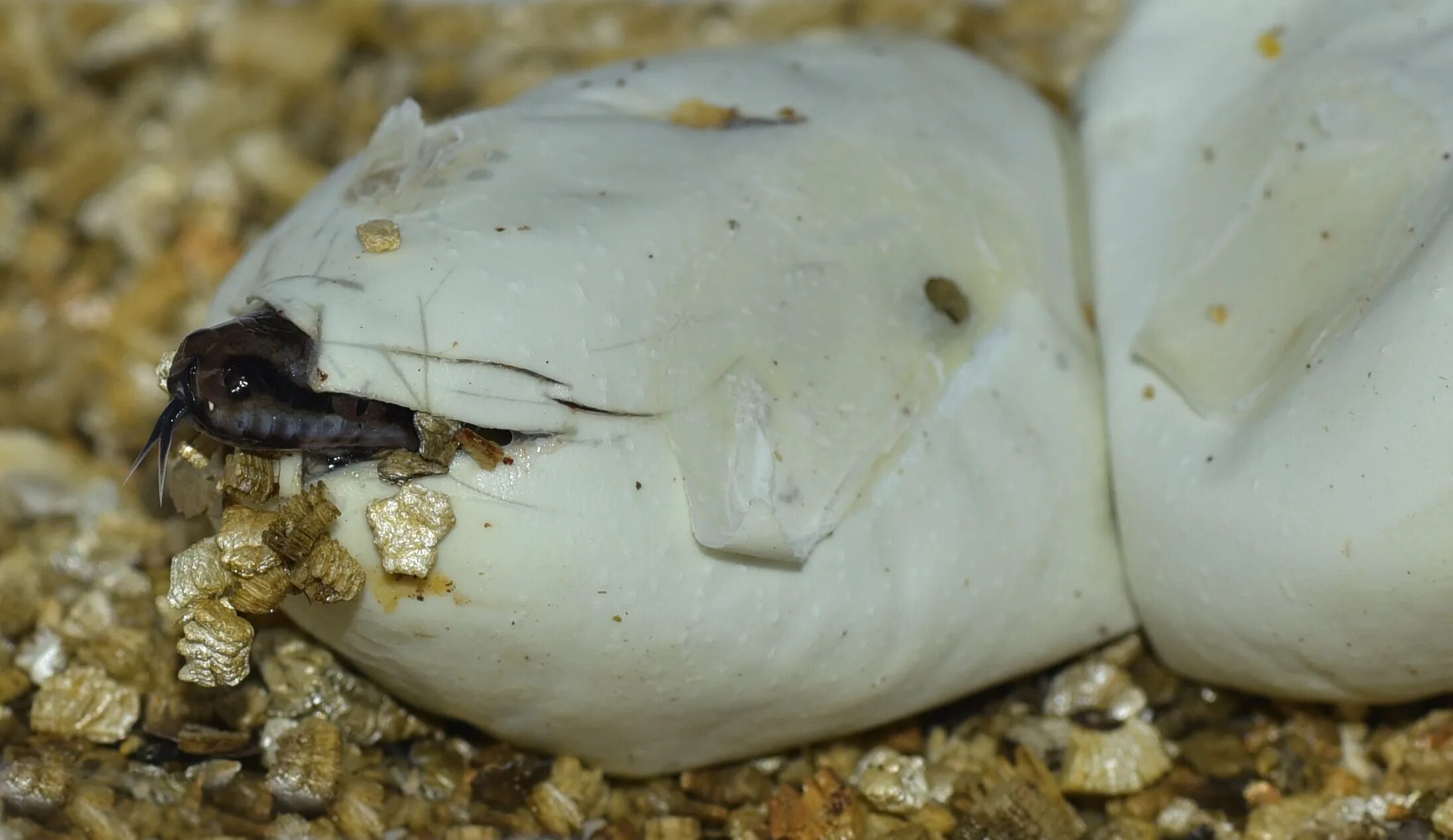 Python egg. Python egg