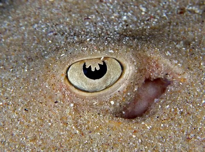 Глаза морской звезды. Много глаз у морского животного. Картинки морской глаз. Сколько глаз у морской звезды. Глаз моряка.