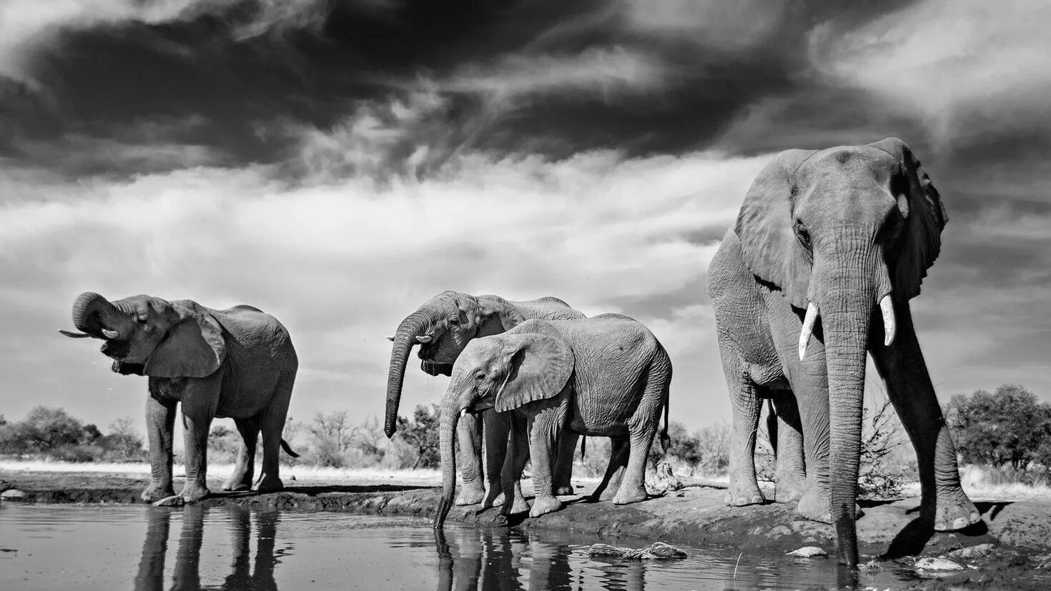 Слоны черно белые. Белые слоны. Черный слон. Картина слоны. Черная слоновая