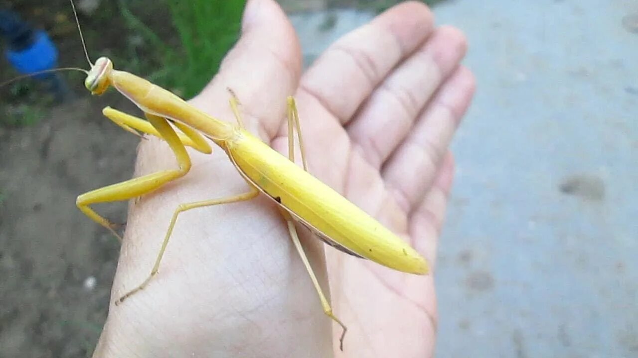 Богомол Астраханский. Богомол с острым носом. Астраханский богомол на руке. Mantis religiosa 25 см. Астрахань богомолов