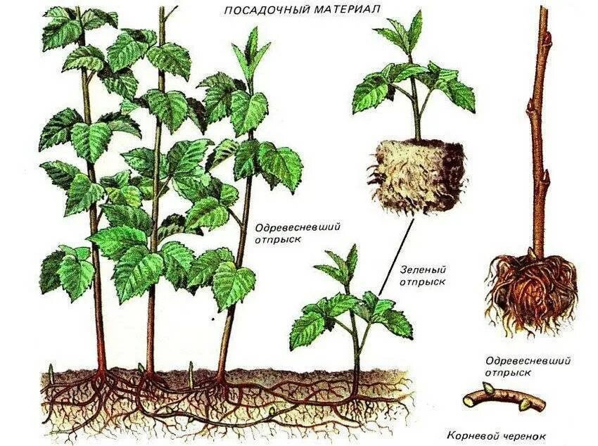 Как правильно посадить ремонтантную малину. Размножение малины корневыми отпрысками. Малина размножается вегетативно. Малина размножается черенками. Ремонтантная малина корневые отпрыски.