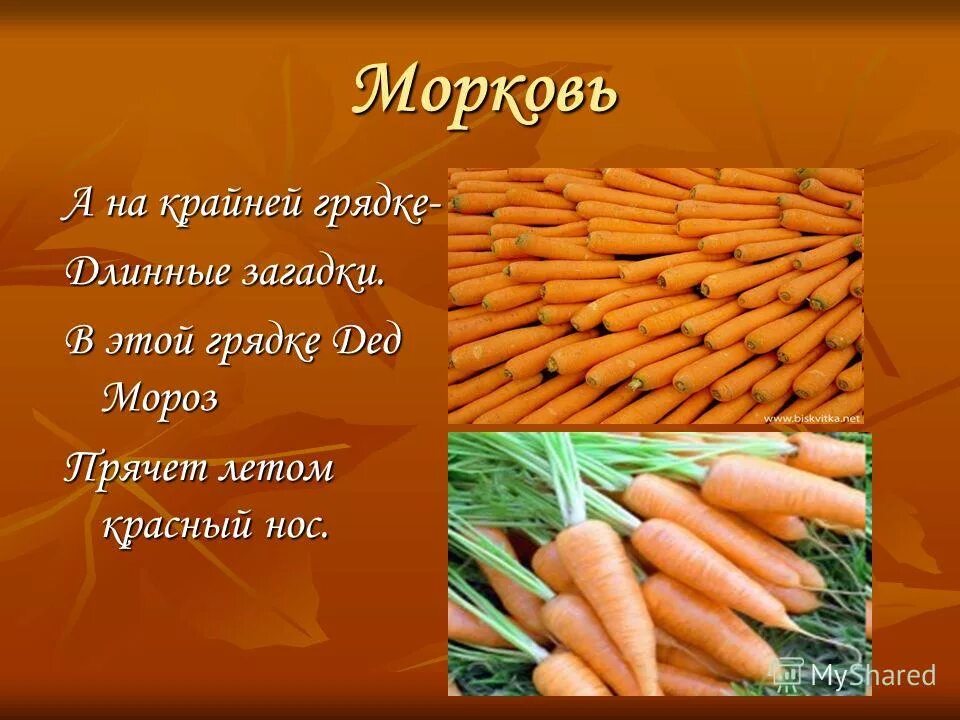 Интересные факты о морковке. Загадка про морковку. Загадка про морковь для детей. Загадка про морковь для дошкольников.