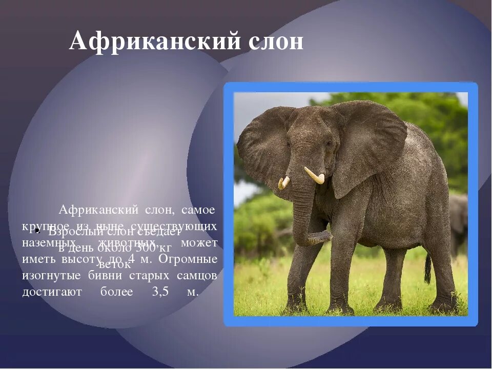 Слоников краткое. Сообщение о слоне. Доклад про слона. Тема про слонов. Рассказ о слонах.