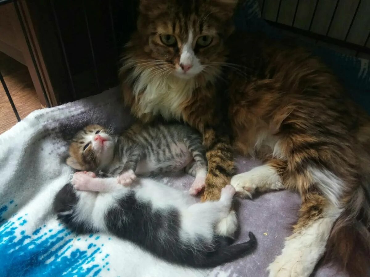 Когда у котят открываются глаза. Котенок открыл глазки. открываются глаза у котят. глаза котят после рождения.