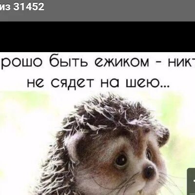 Хорошо быть ежиком никто. Хорошо быть ежиком никто не сядет на шею. хорошо быть ёжиком никто не сядет на шею картинки. прикол хорошо быть ёжиком никто не сядет на шею. фото хорошо быть ёжиком, никто не сядет на шею.