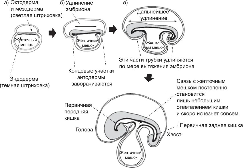 Восприятие в онтогенезе. Кишечная трубка онтогенез. Онтогенез Джейми Дейвис. Формирование нервной трубки в онтогенезе. Вестибулярная система развитие в онтогенезе.