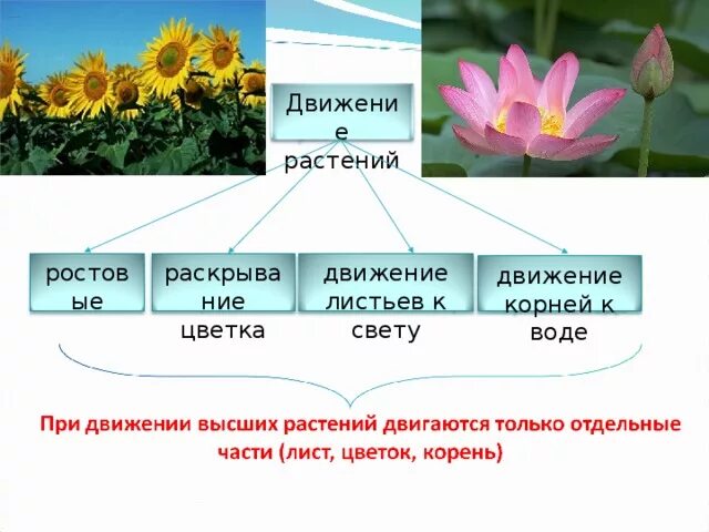 Движение растений. Способы передвижения растений. Типы движения растений. Движение растений биология. Тема по биологии растения города