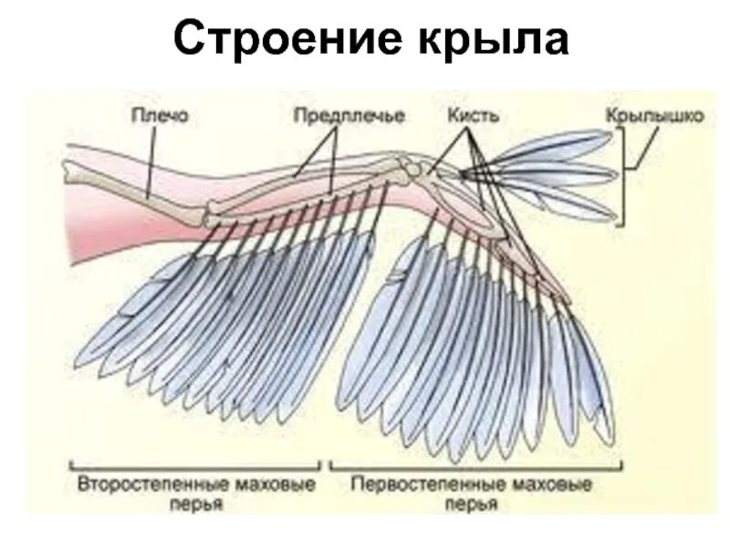 Типы крыльев у птиц. Строение крыла стрижа. Анатомия голубя Крылья. Анатомия крыла птицы. Строение крыла птицы.