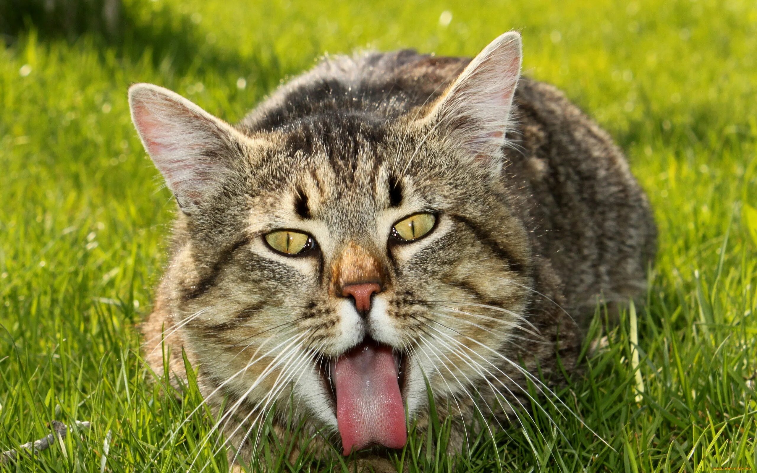 Cat url