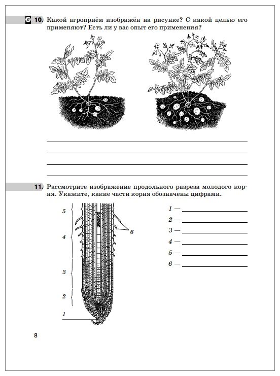 Пасечник многообразие покрытосеменных. Схема расположения плодолистиков покрытосеменных. Рассмотрите покрытосеменное растение. Сухие плоды покрытосеменных. Биология 6 класс учебник Пасечник.