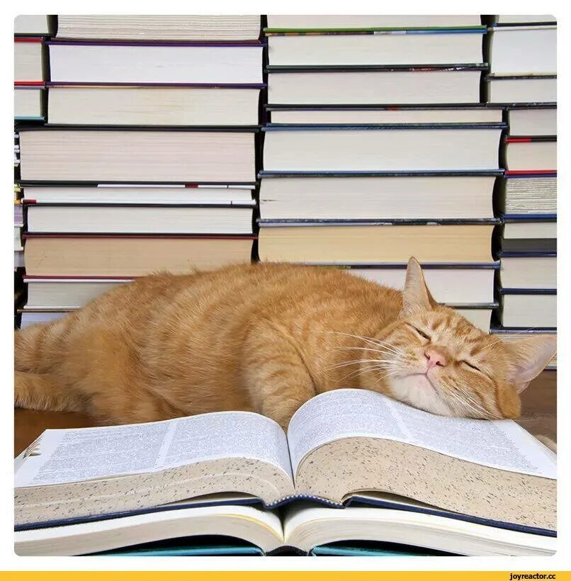 Устаю читать. Кот с книгой. Книги про кошек. Кот с книжкой.