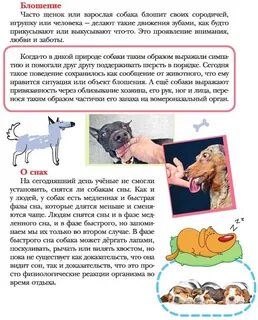 Особенности собак кратко