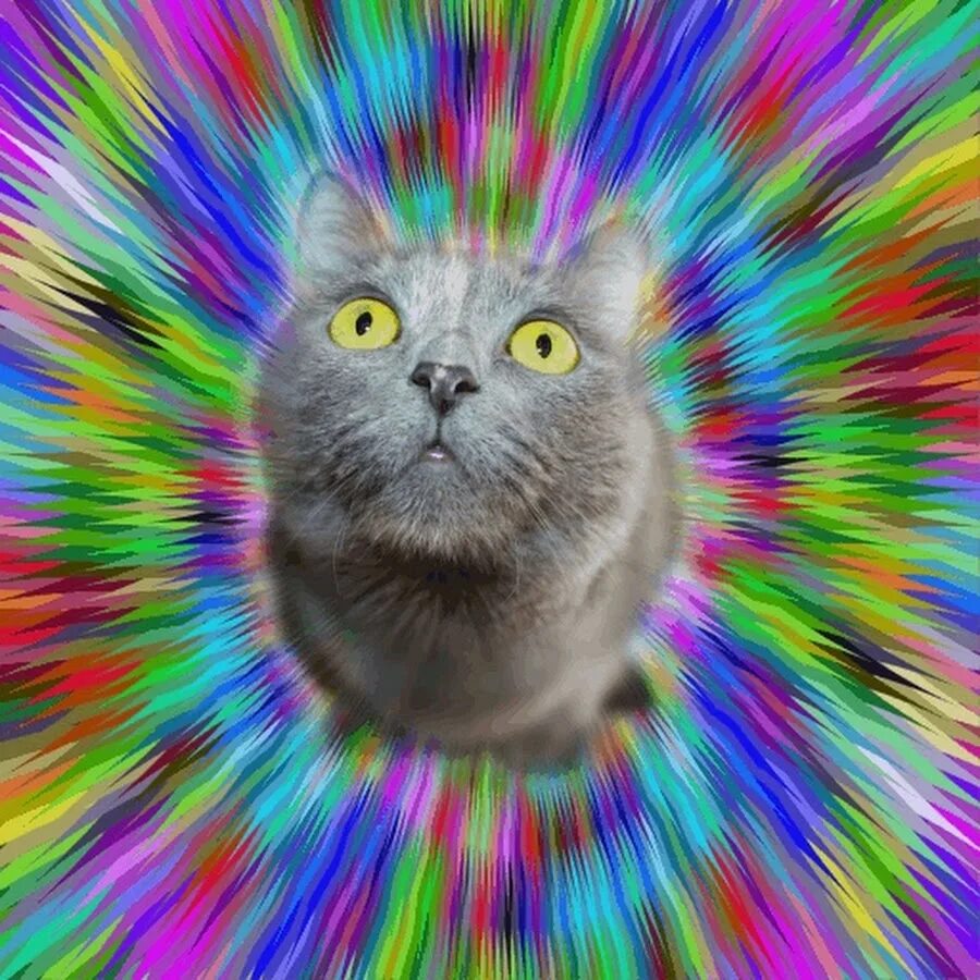 Котэ цвета и цифры