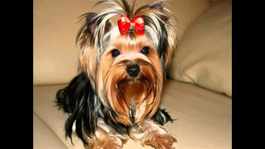 Интересные зверюшки Maltese breed, Maltese dog breed, Maltese puppy