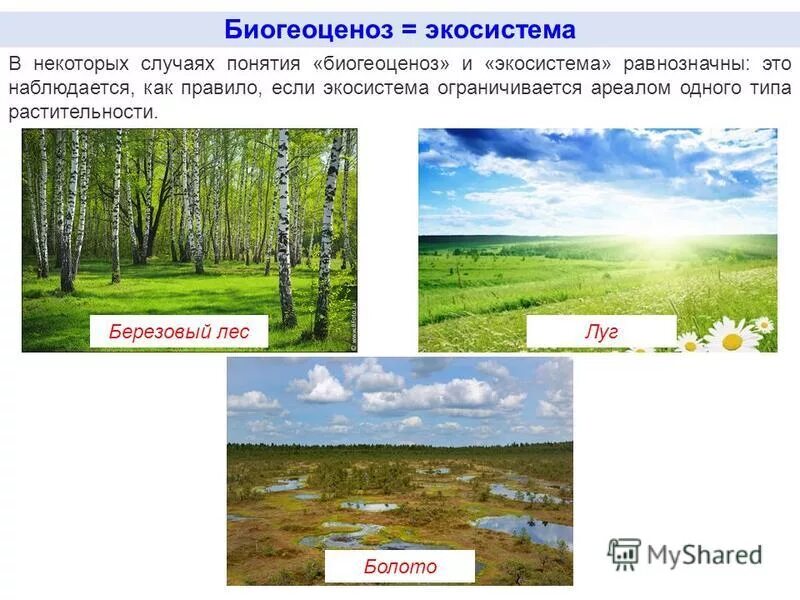 березовый лес устойчивая экосистема. березовый лес устойчивая экосистема. структура биоценоза смешанного леса. лесная экосистема. пространственная структура биоценоза.