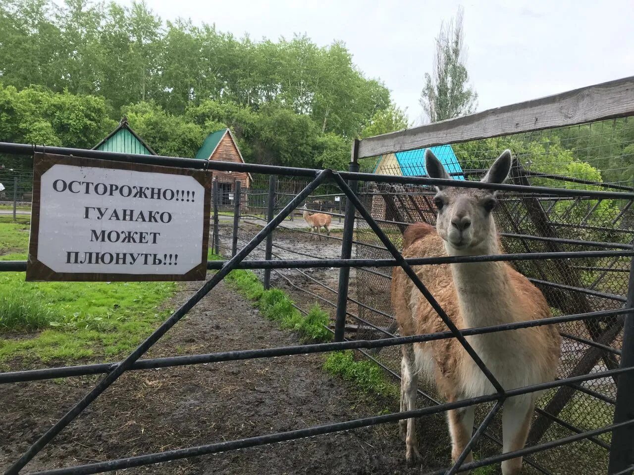 Зоопарк Омск Большеречье. Государственного Большереченского зоопарка имени в.д. Соломатина. Зоопарк в Большеречье Омской. Большереченский район Большереченский зоопарк.. Большереченский зоопарк омск