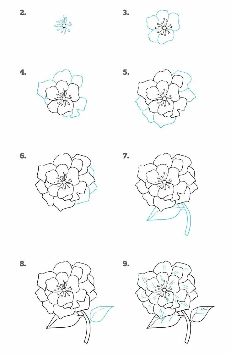 пион поэтапное рисование. рисование пионов пошагово. пионы карандашом поэтапно для начинающих. нарисовать пион поэтапно для начинающих. схема рисования пиона.