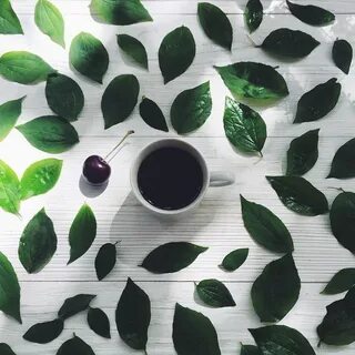 Lay the plant