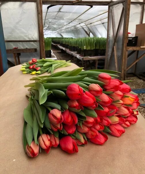 Сколько будут стоить тюльпаны в 2024. Украсить стол для продажи тюльпанов. Старт продаж тюльпанов. Принимаем заказы на тюльпаны. Машины которые продают тюльпаны.