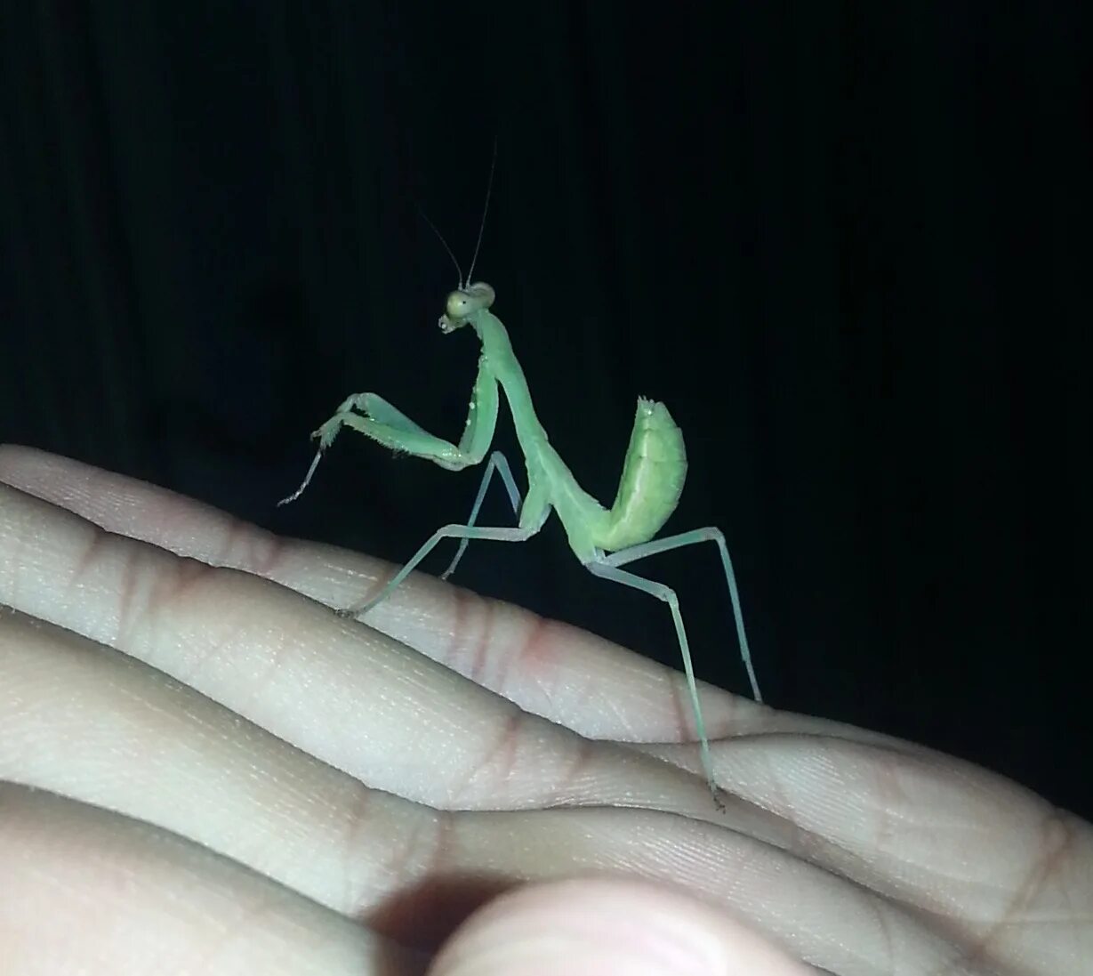 Отряд Богомоловые (Mantoptera). Африканский древесный богомол Sphodromantis viridis. Маленький богомол. Богомол домашний. Питание богомолов