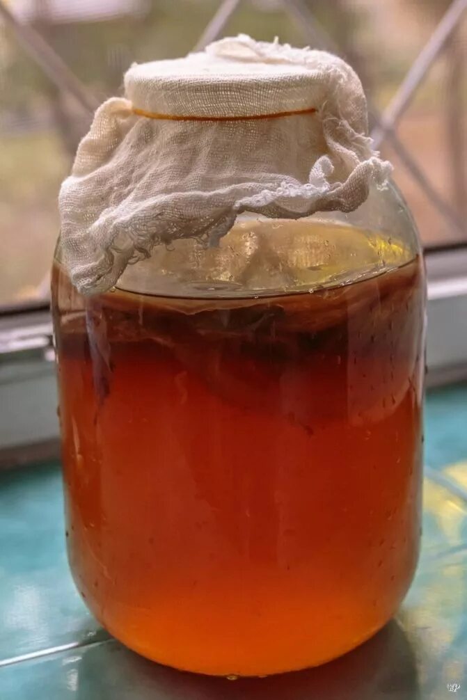 Чайный гриб что это и для чего. Чайный гриб - Комбуча. Kombucha чайный гриб. Напиток на чайном грибе Комбуча. Kombicha chaynyy Grip.