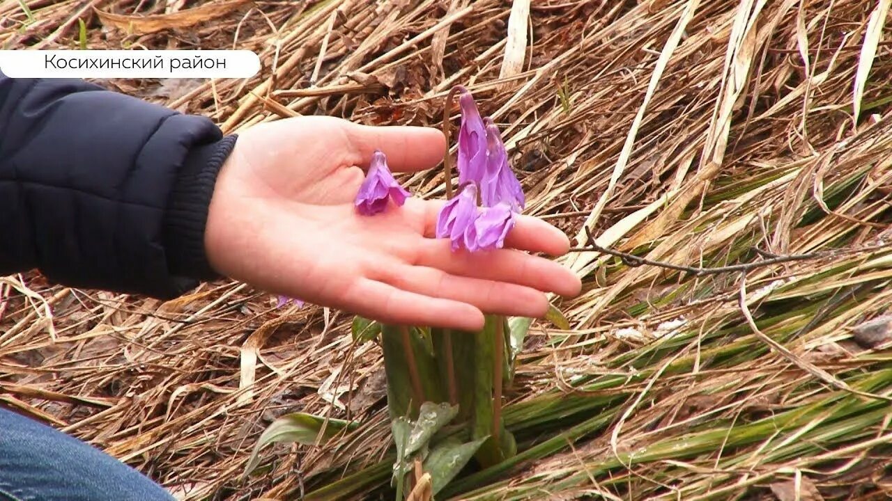 Цветение Кандык на Алтае. Цветение кандыка в Плотниково. Кандык Сибирский Косихинский район Плотниково. Поляна Кандыков в Сибири.