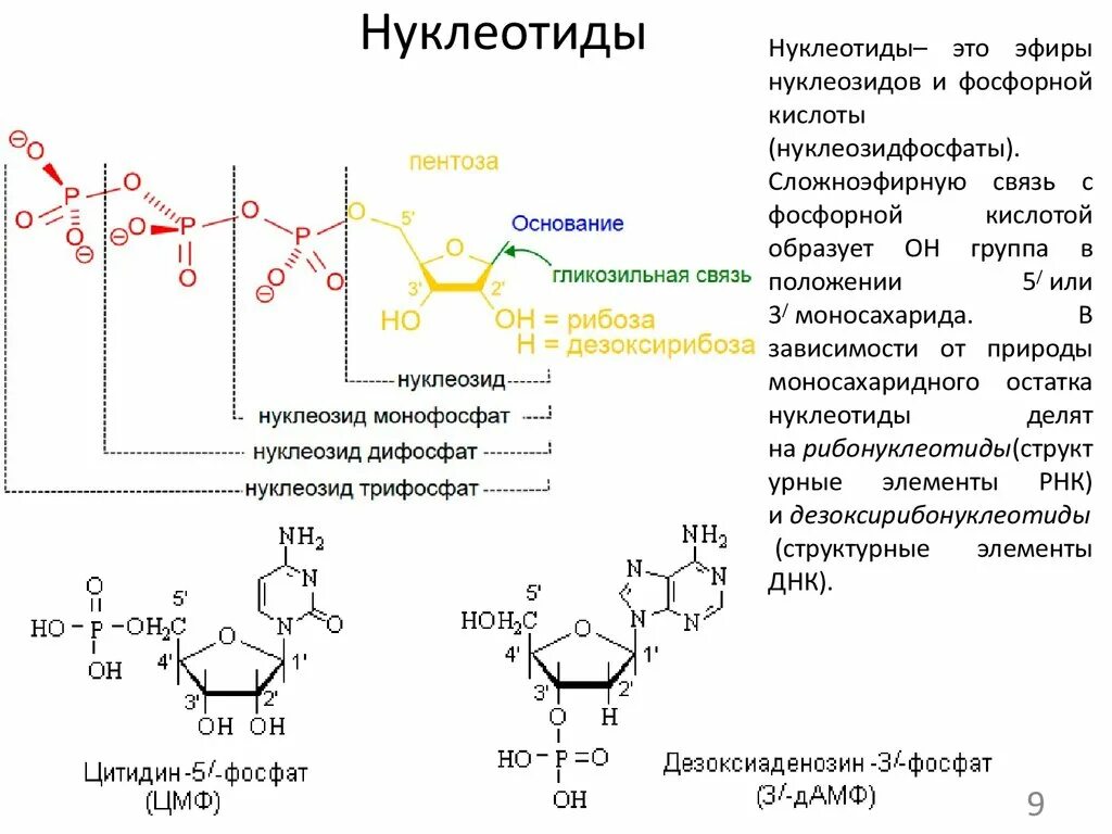 Мономер нуклеиновой кислоты аминокислота. Структура нуклеотидов биохимия. Строение нуклеотидных оснований. Нуклеотиды составляющие части. Схема строения нуклеотида ДНК гликозидная связь.