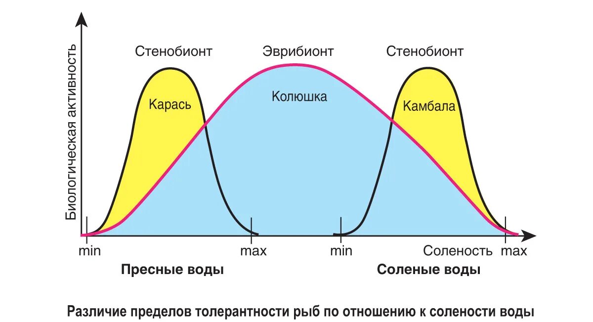 графическое изображение закона толерантности в. законы минимума оптимума толерантности. лимитирующие абиотические факторы. действие экологического фактора на живой организм график. экологические факторы пределы выносливости.