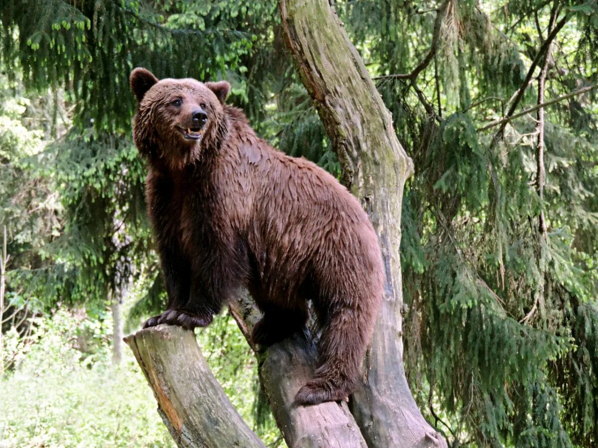 Тяньшанский бурый медведь. Атласский бурый медведь. Среда обитания бурого медведя. Бурый медведь обитает.