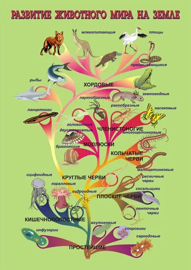 Происхождение животных основные этапы эволюции животного