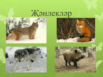 Урман лис вальд какое общее значение