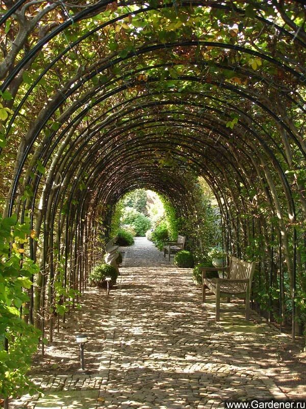 Садовая связь. Виноградная арка. Арка из дерева. Арка в парке. Зеленая арка.