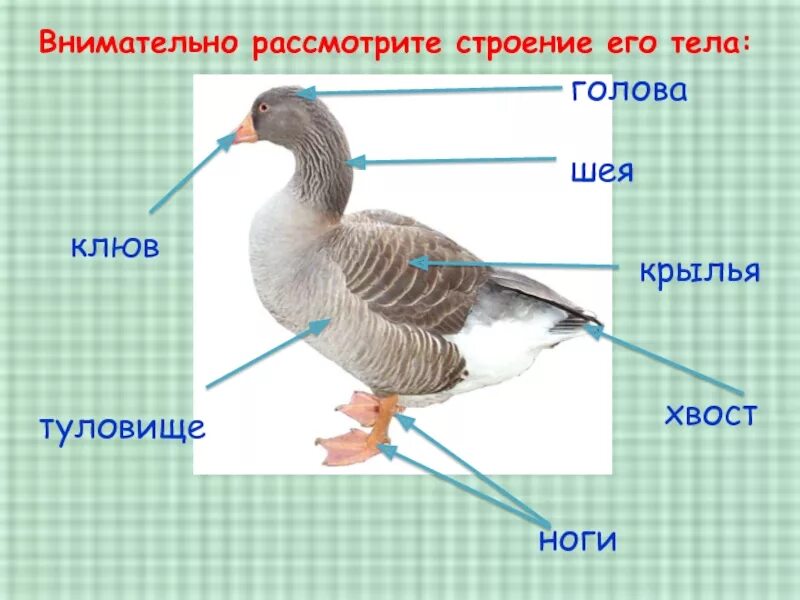 Внешнее строение гусеобразных. Строение утки. Части тела гуся. Внешнее строение утки. Сколько лет утке