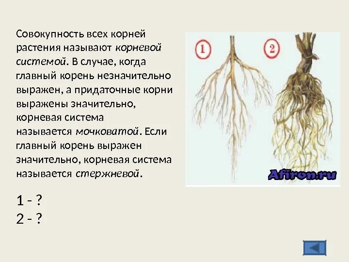 Молодые корешки как называется. Корневая система ясеня обыкновенного. совокупность всех корней растений. корневая система совокупность всех корней. корневая система называется мочковатой..
