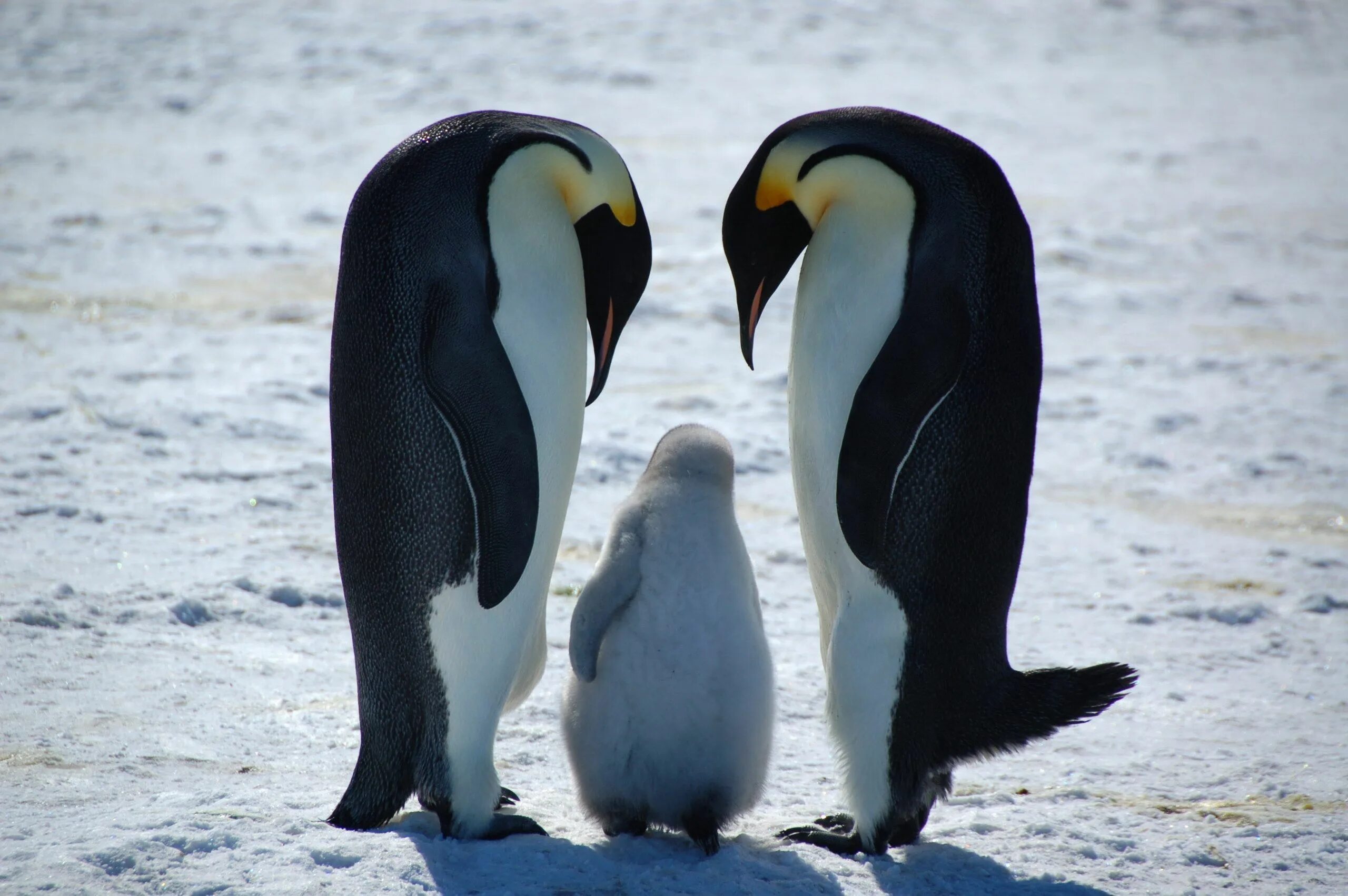 Три пингвина завтра. Пингвин. Пингвин картинка. Пингвины обнимаются. Пингвины парочка.