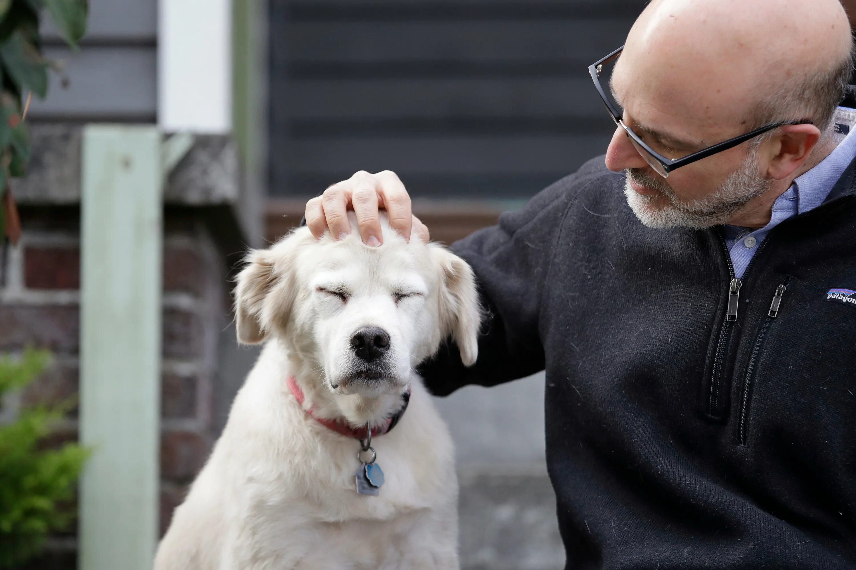 Old dog new tricks. Old Dog. Собаки old many. Animal Aging.