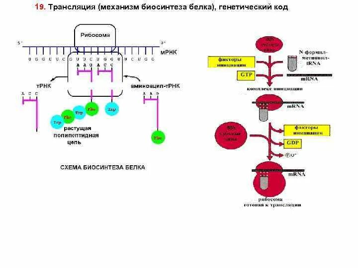 4 этапы синтеза белка. Схема этапы синтеза белка биохимия. Схема трансляции белка биохимия. Биосинтез белка механизм процесса. Синтез белка схема биохимия.