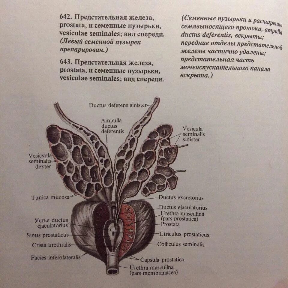 Семенные пузырьки железы. Семенные пузырьки норма. Семенные пузырьки и предстательная железа. Семенные пузырьки на УЗИ В норме.