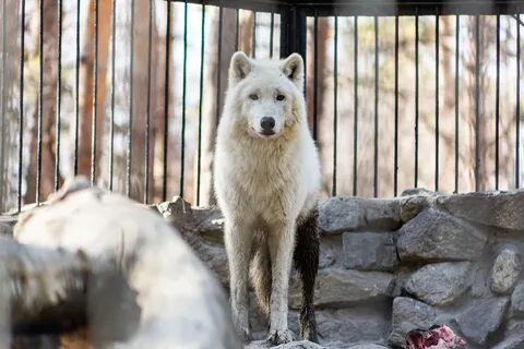 Зоопарк новосибирск новые животные